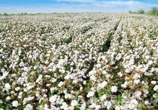 棉花行情应该看哪些网站？这些网站有什么优势？