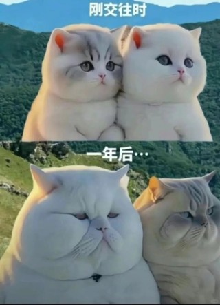 没有伴侣，健康会更差吗？来自50万中国人的长期追踪证据