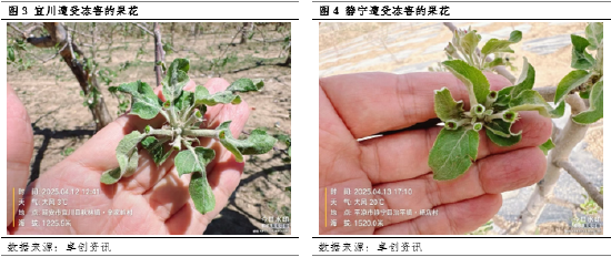 【花期调研】低温、大风或增加挂果欠佳的概率  第5张