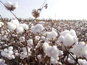 如何计算棉花期货翻倍倍数及影响因素？翻倍情况对投资决策有何影响？  第1张